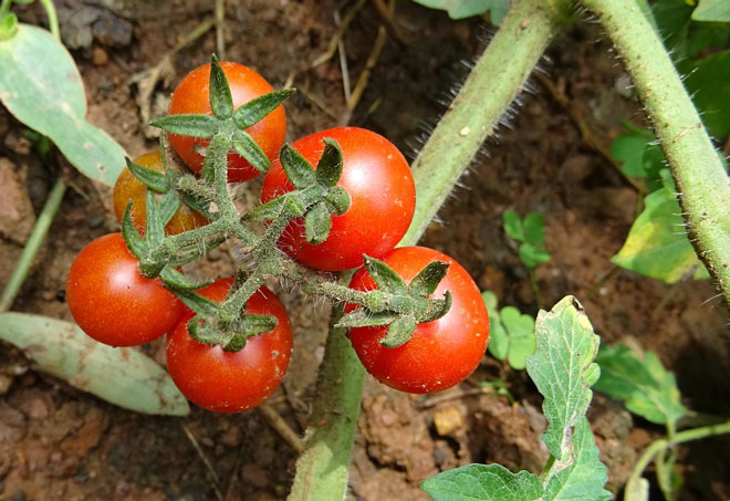 cách trồng cà chua bi